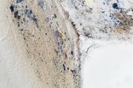 Professional Mold Inspection in Arden Hills, MN